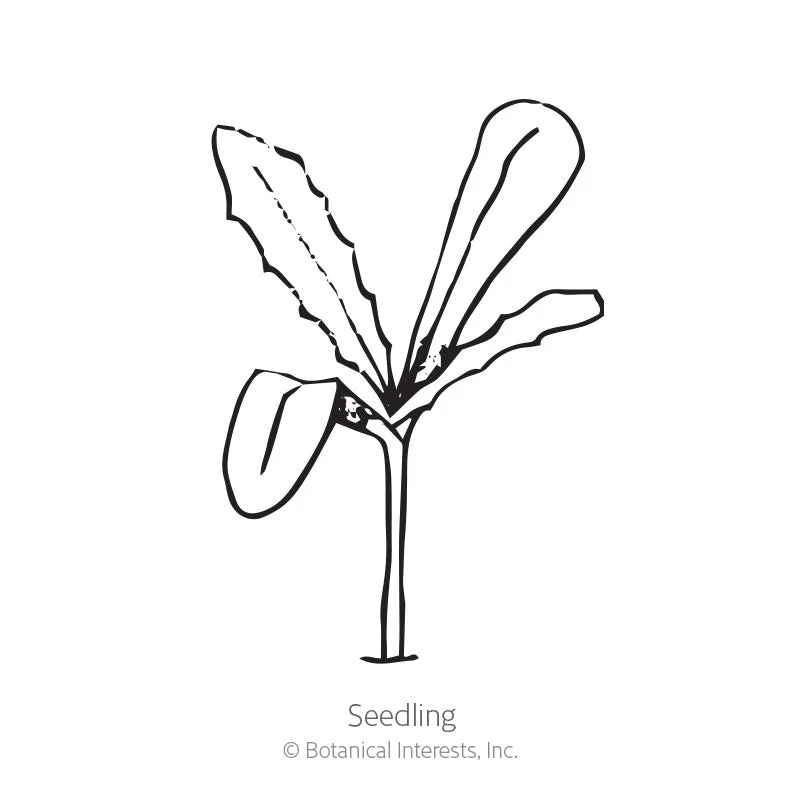 Cape Marigold African Daisy Seeds - Image 2