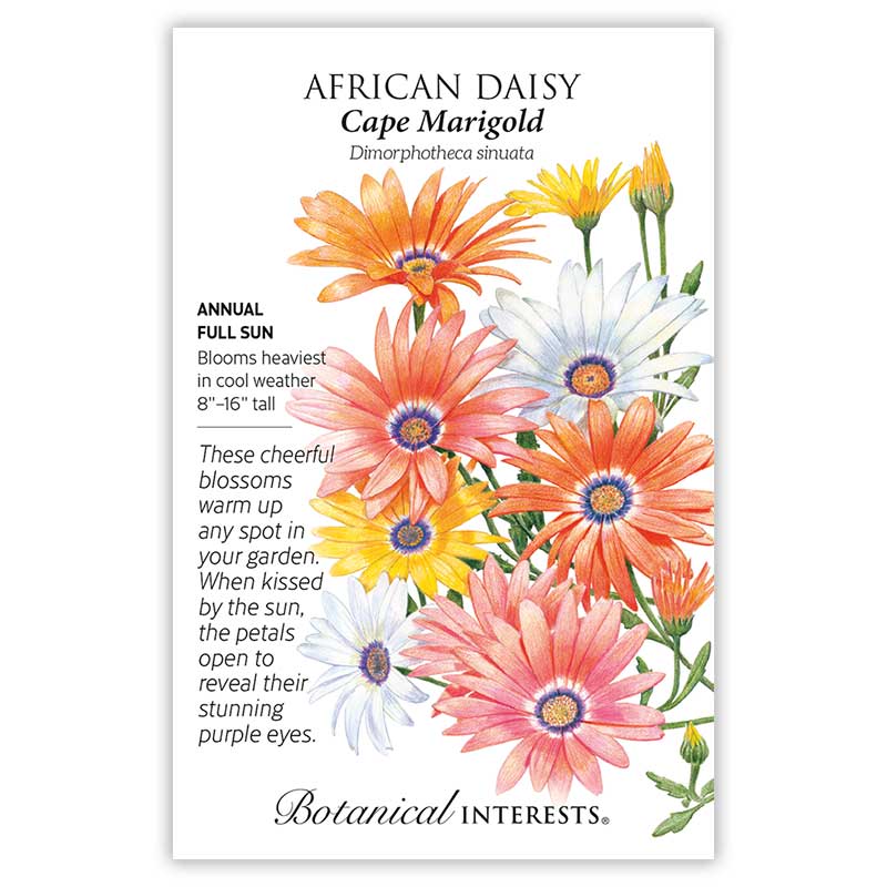 Cape Marigold African Daisy Seeds - Image 3