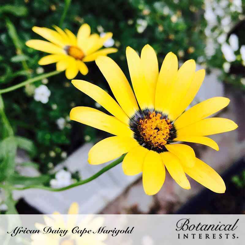 Cape Marigold African Daisy Seeds - Image 4