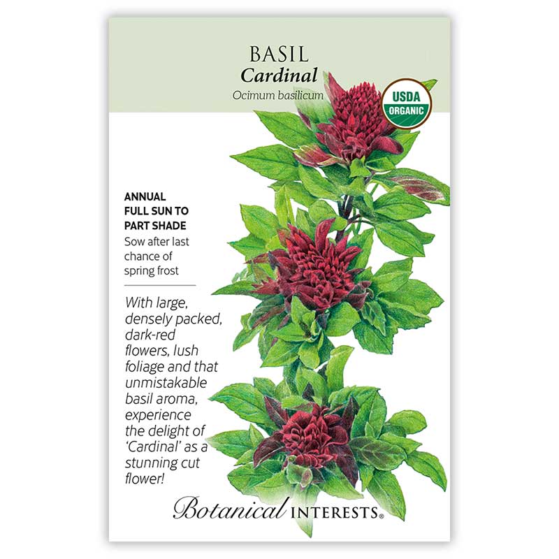 Cardinal Basil Seeds - Image 3