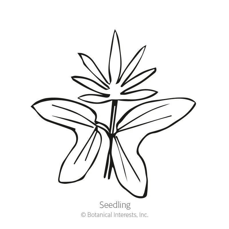 Cardinal Climber Seeds - Image 2