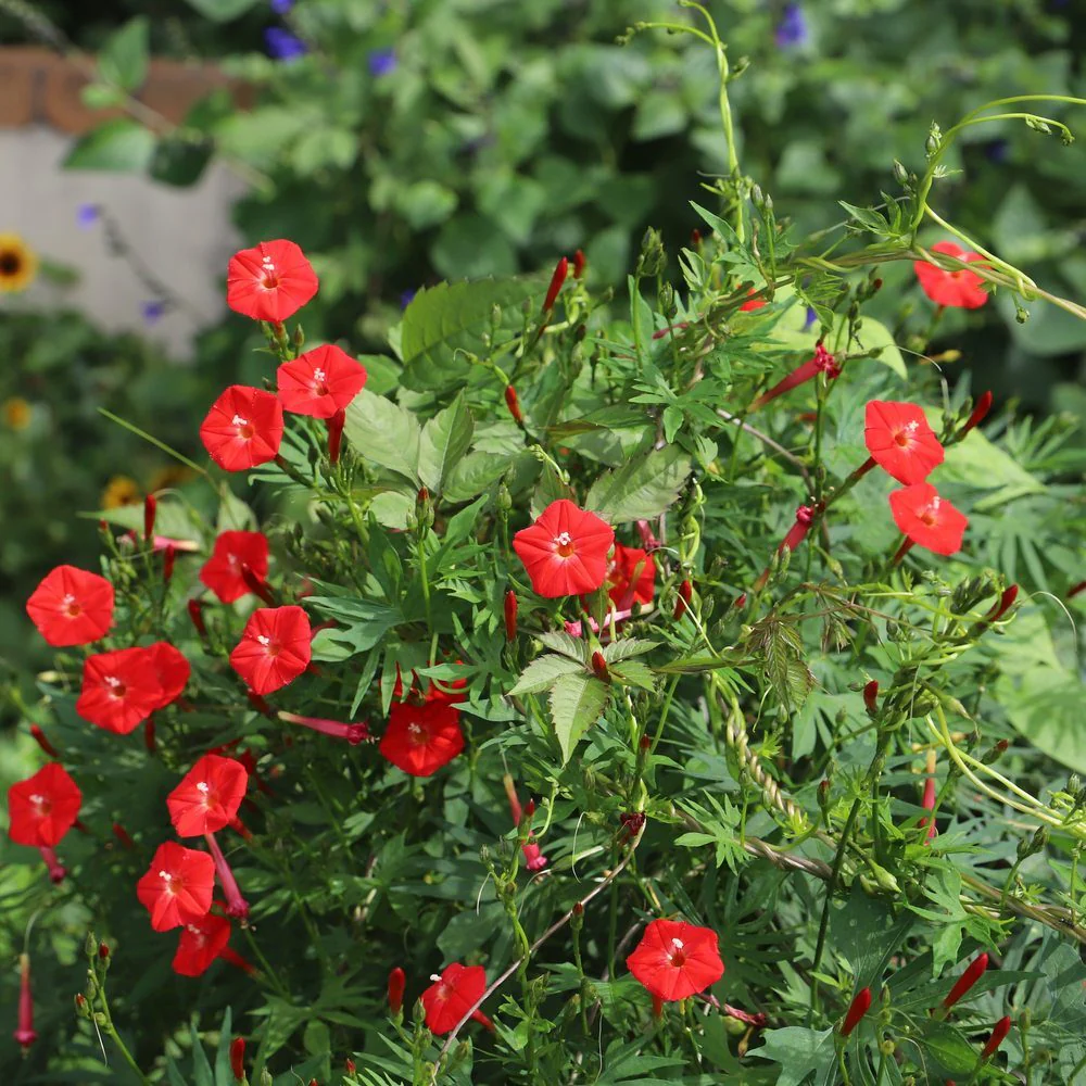 Cardinal Climber Seeds - Image 4