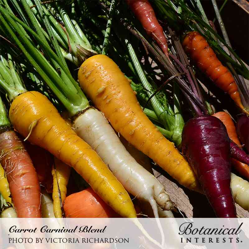 Carnival Blend Carrot Seeds - Image 5
