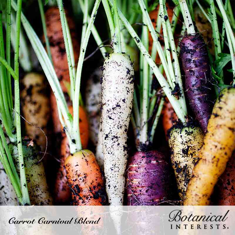Carnival Blend Carrot Seeds - Image 6