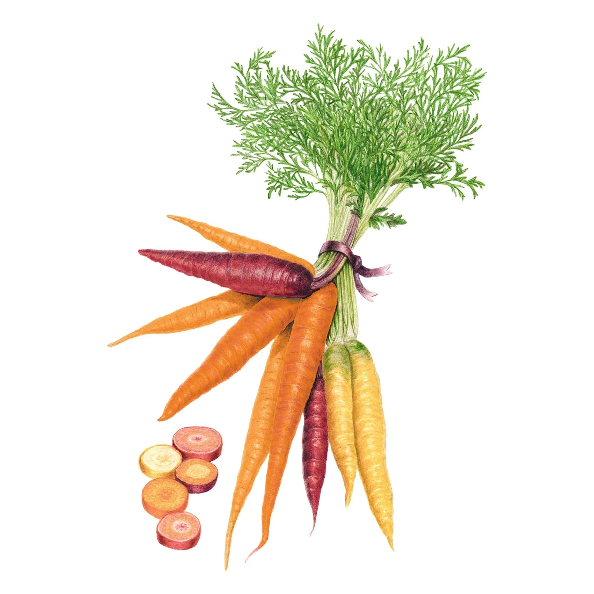Carnival Blend Carrot Seeds - Image 7