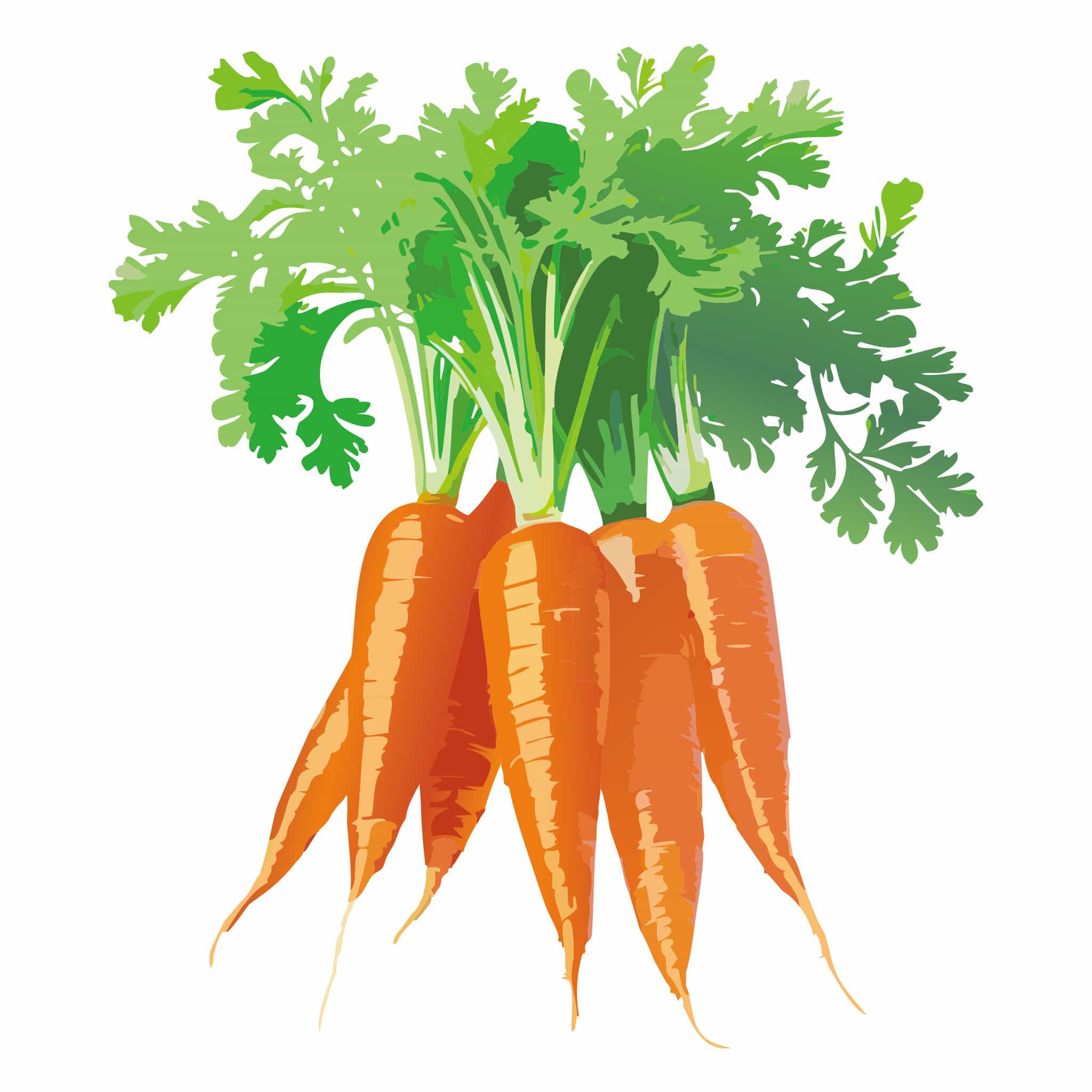 Mokum Carrot