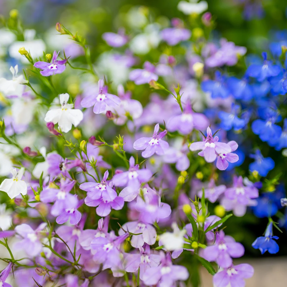 Cascade of Color Trailing  Lobelia Seeds - Image 4