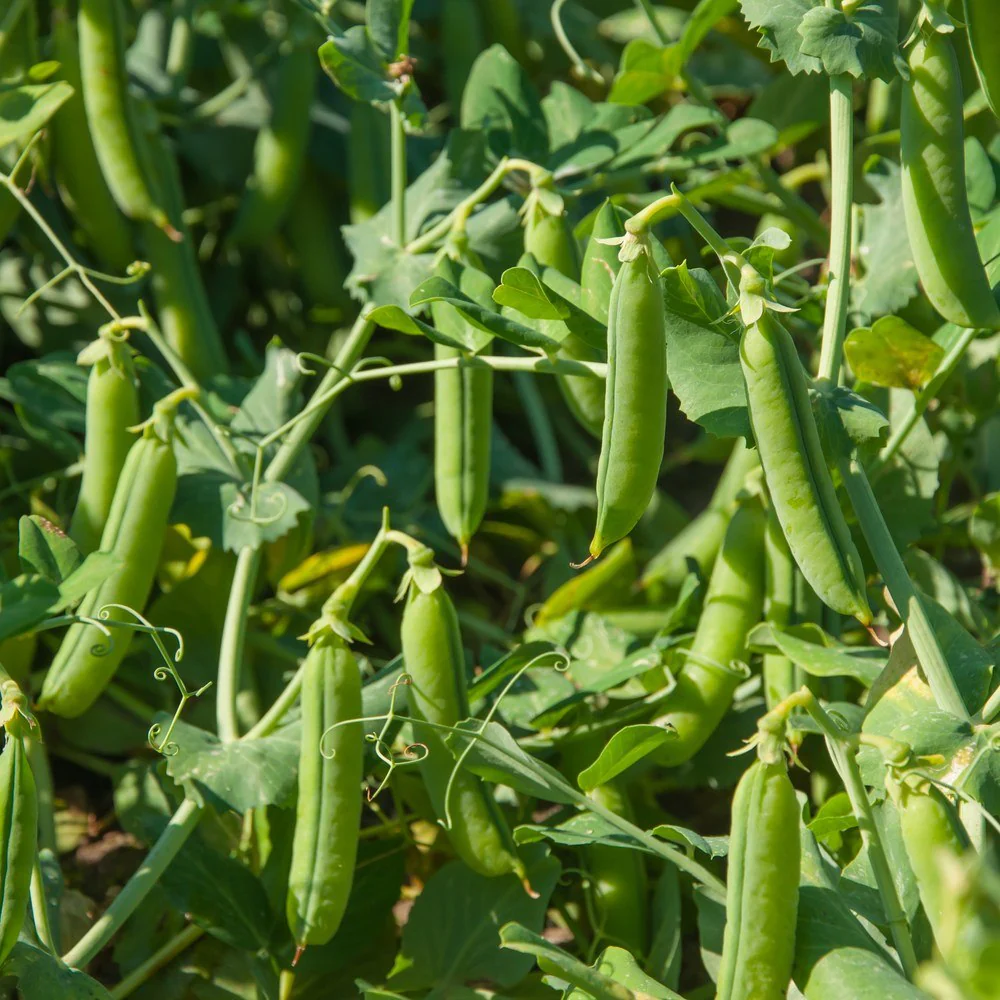 Cascadia Snap Pea Seeds - Image 4