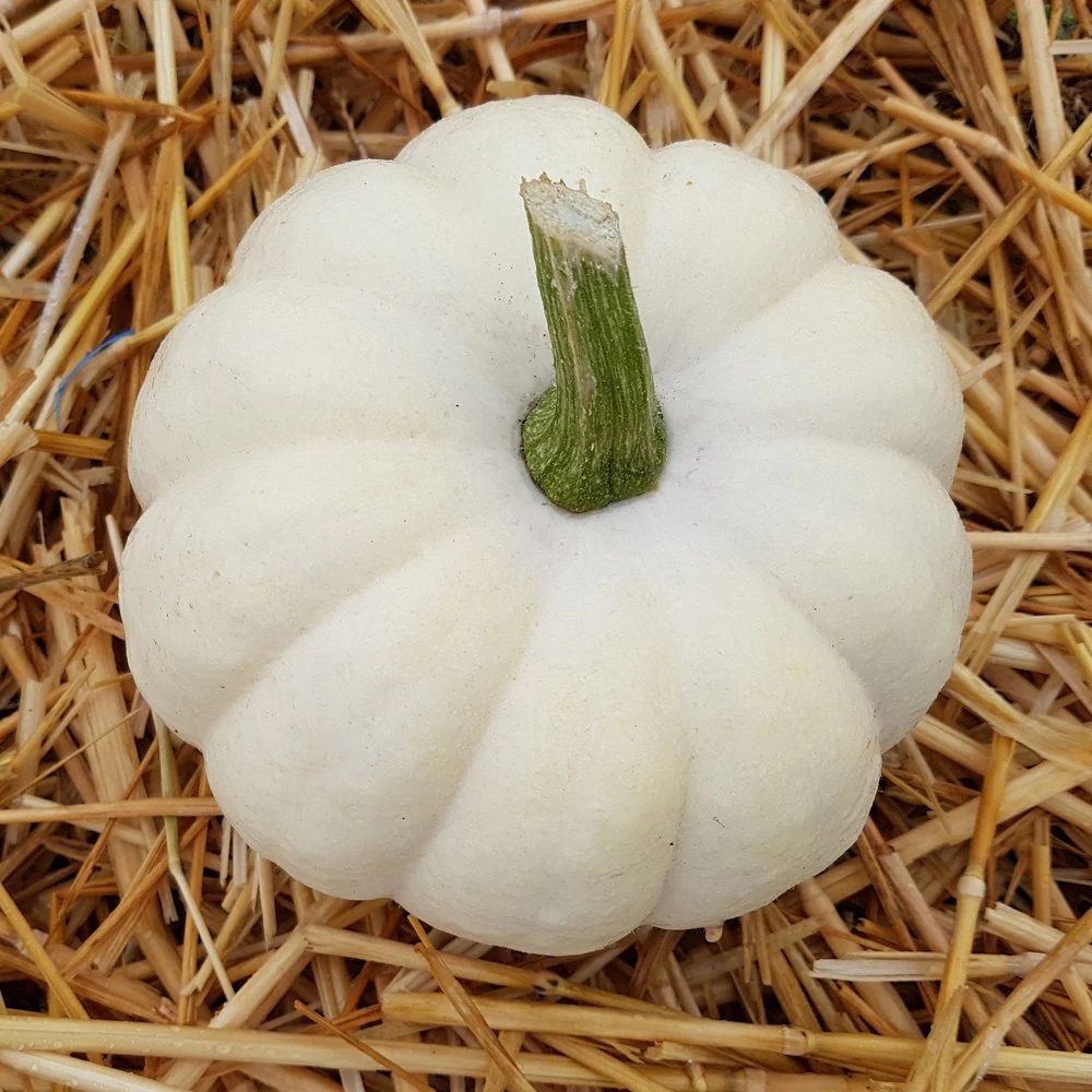 Casperita Pumpkin Seeds - Image 4