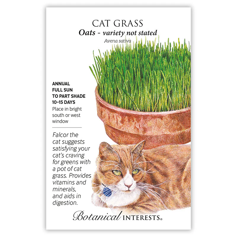 Cat Grass Seeds - Image 4
