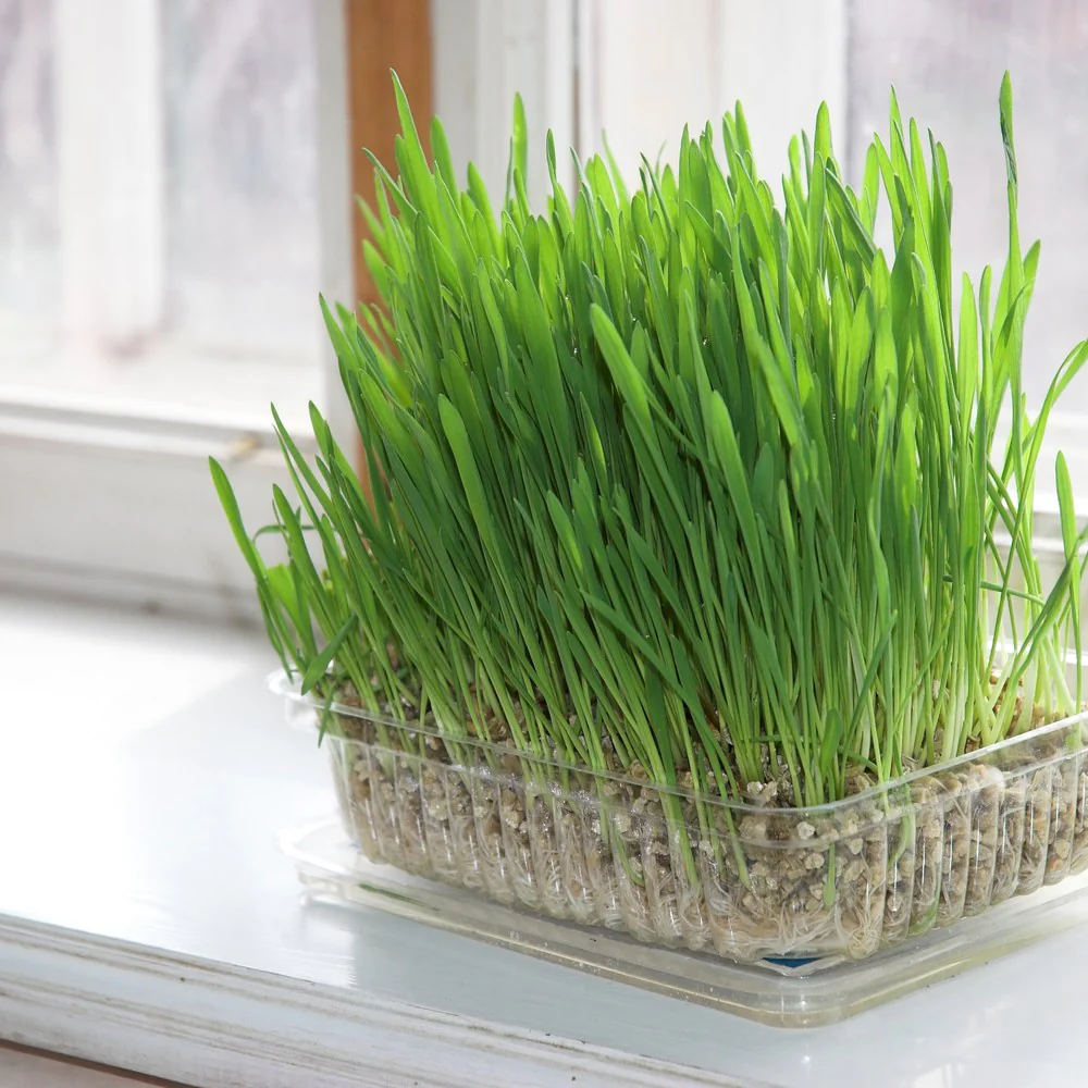 Cat Grass Seeds - Image 5