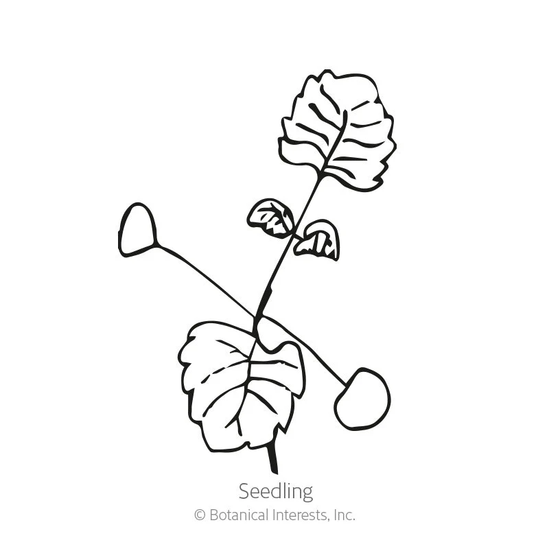 Catnip Seeds - Image 2
