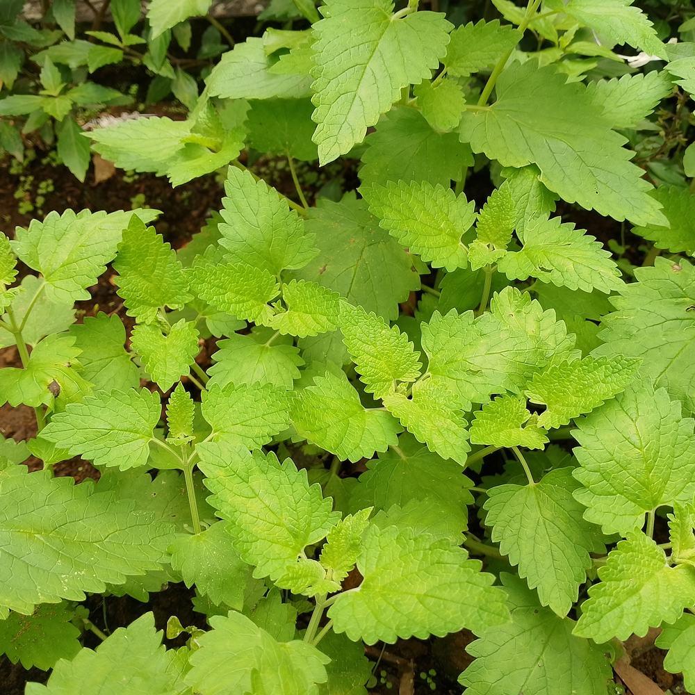 Catnip Seeds - Image 4