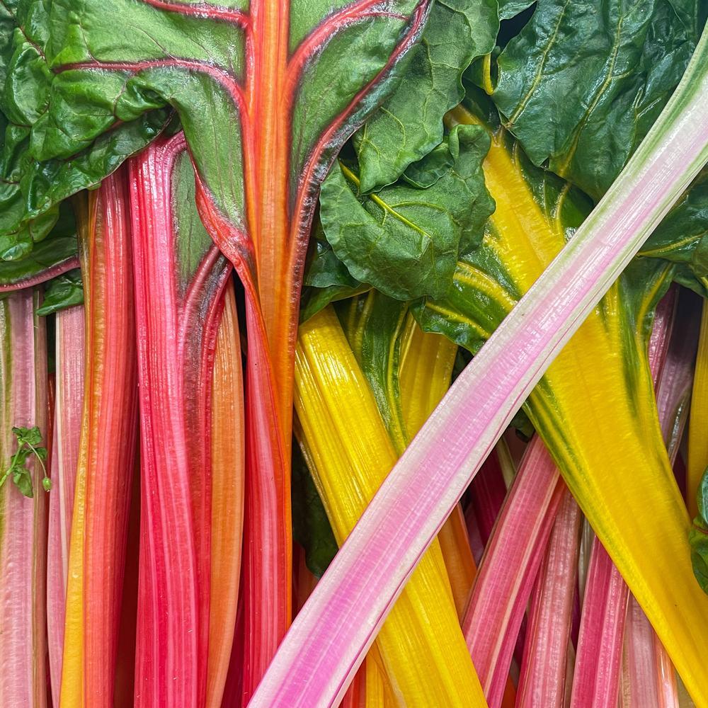 Celebration Swiss Chard Seeds - Image 4