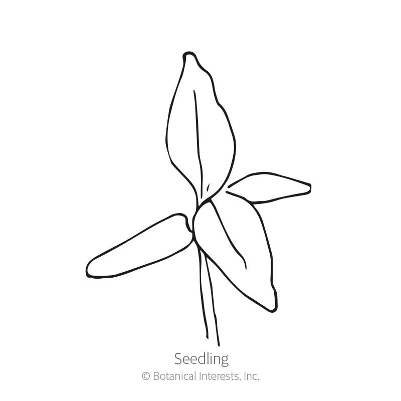 Chief Red Flame Celosia Seeds - Image 2