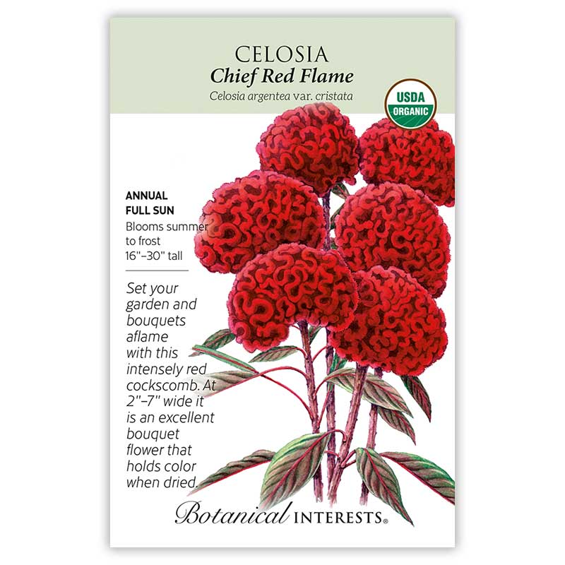 Chief Red Flame Celosia Seeds - Image 3