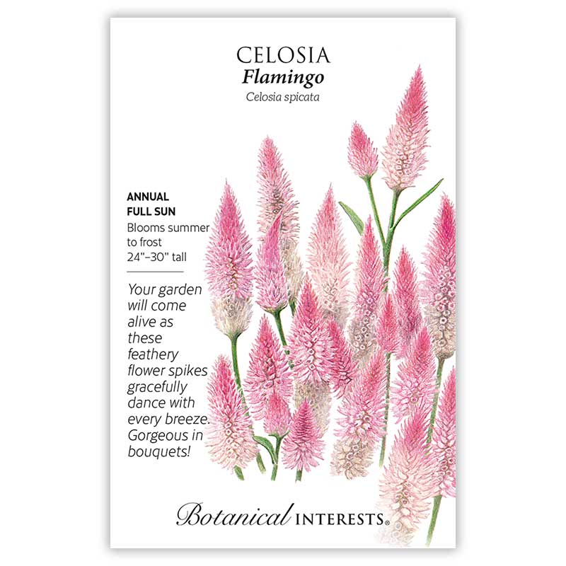 Flamingo Celosia Seeds - Image 3
