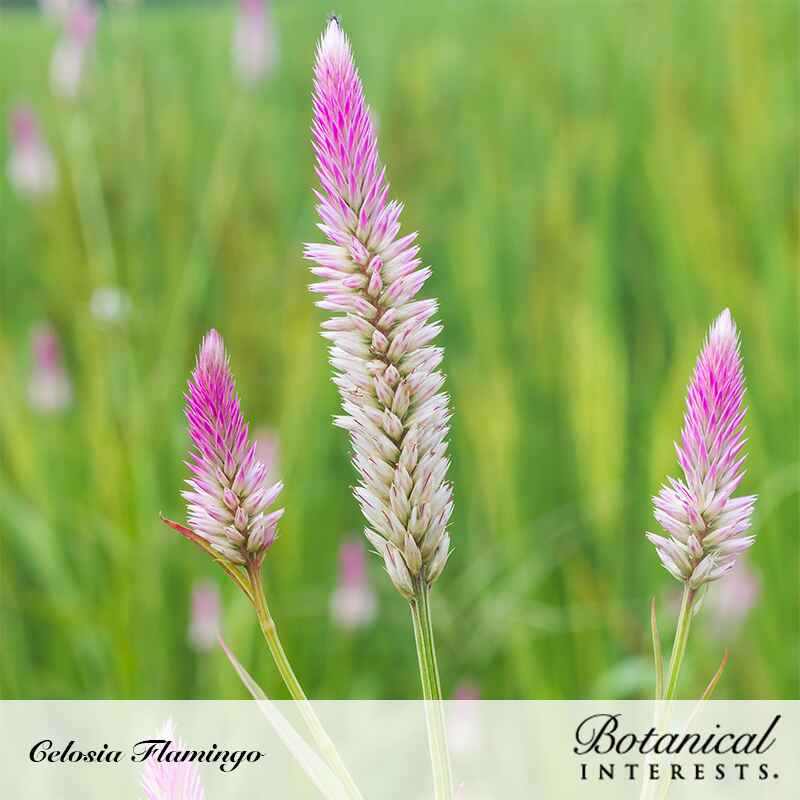 Flamingo Celosia Seeds - Image 4