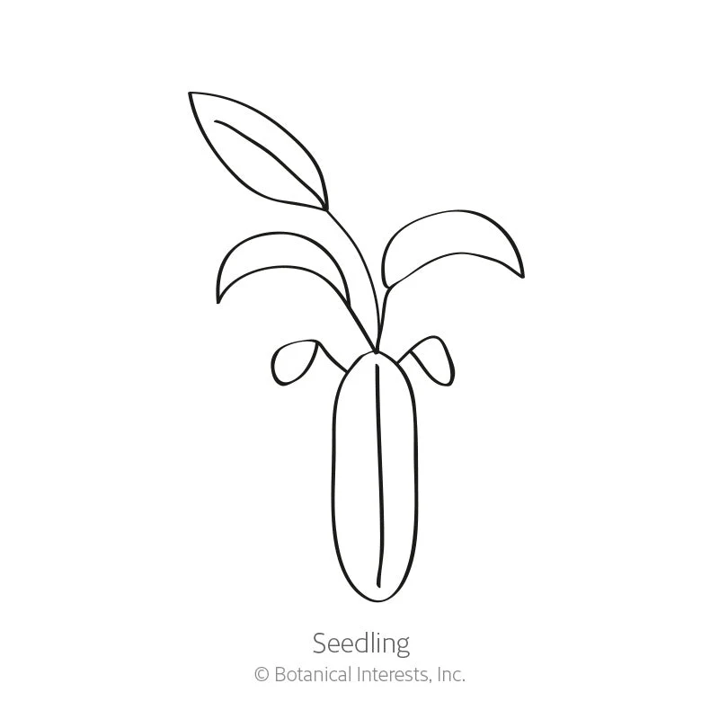 Chabaud Blend Carnation Seeds - Image 2