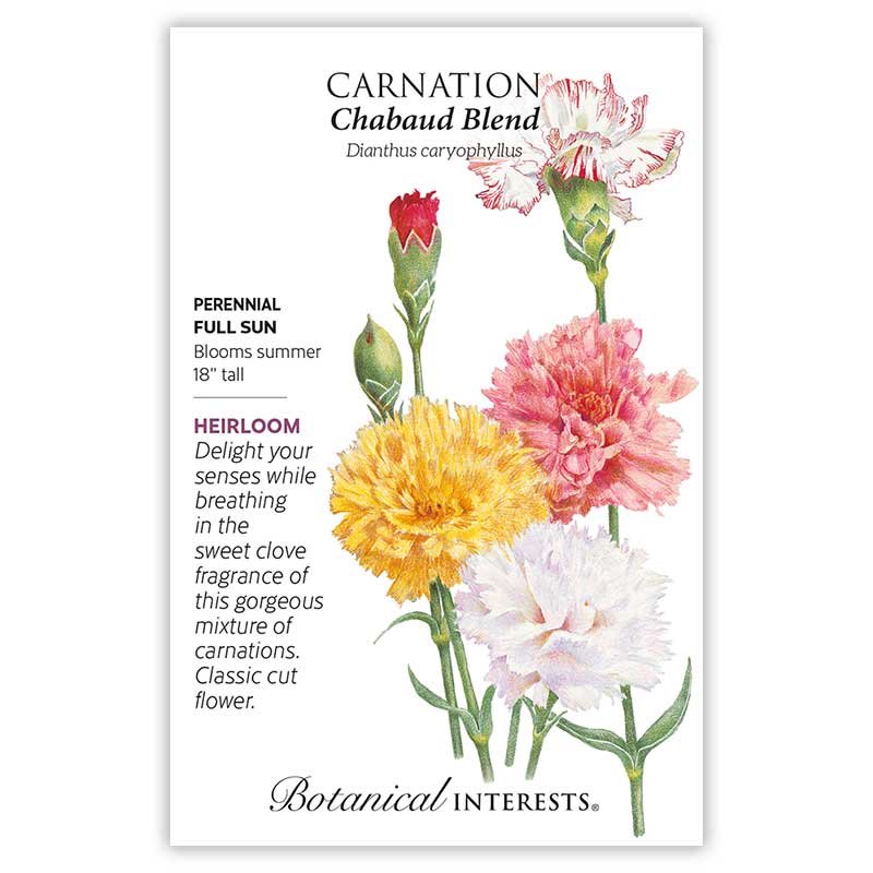 Chabaud Blend Carnation Seeds - Image 3