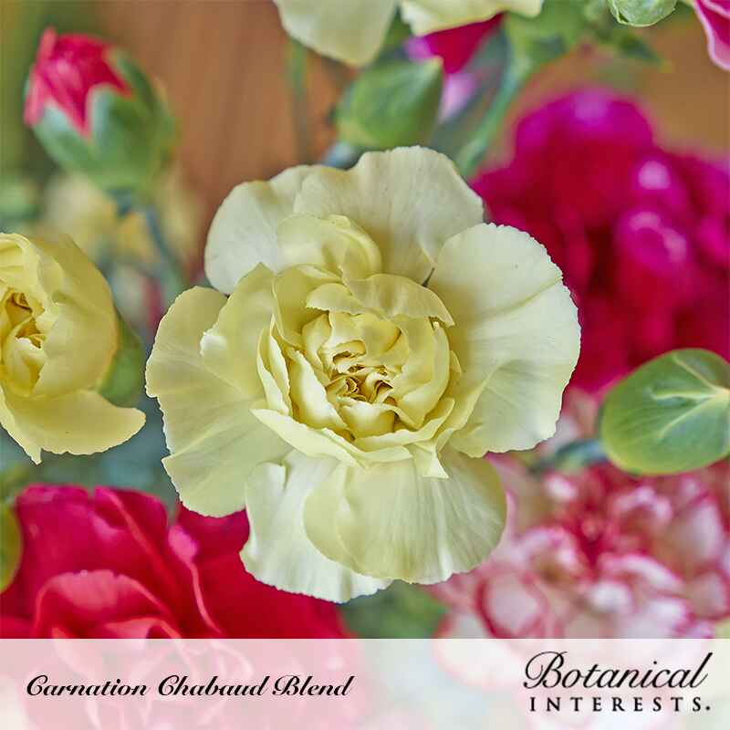 Chabaud Blend Carnation Seeds - Image 4