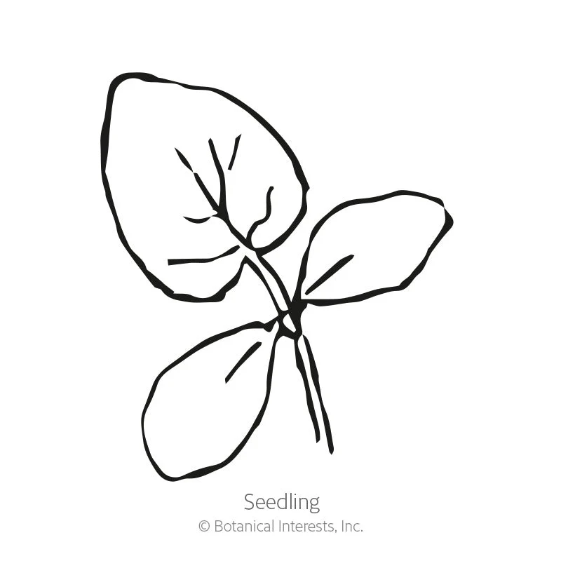 Charentais Cantaloupe Melon Seeds - Image 2