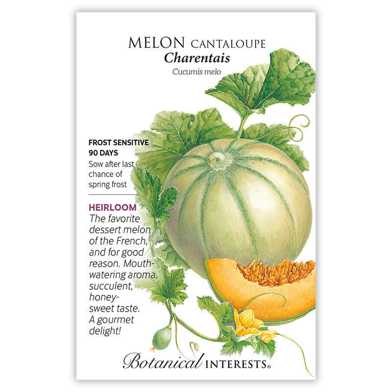Charentais Cantaloupe Melon Seeds - Image 3