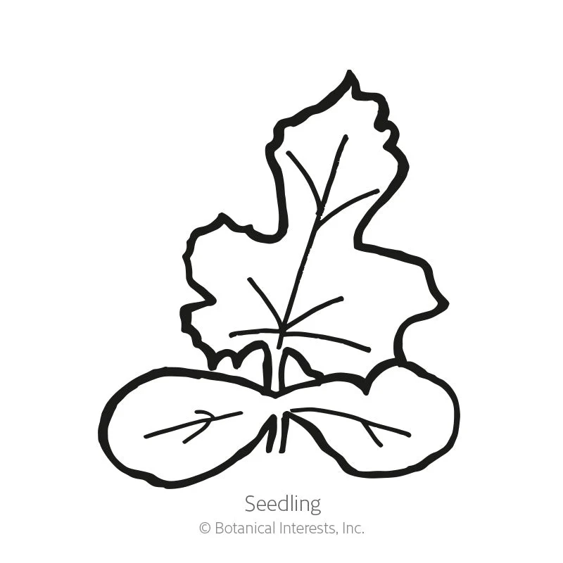 Charleston Gray Watermelon Seeds - Image 2