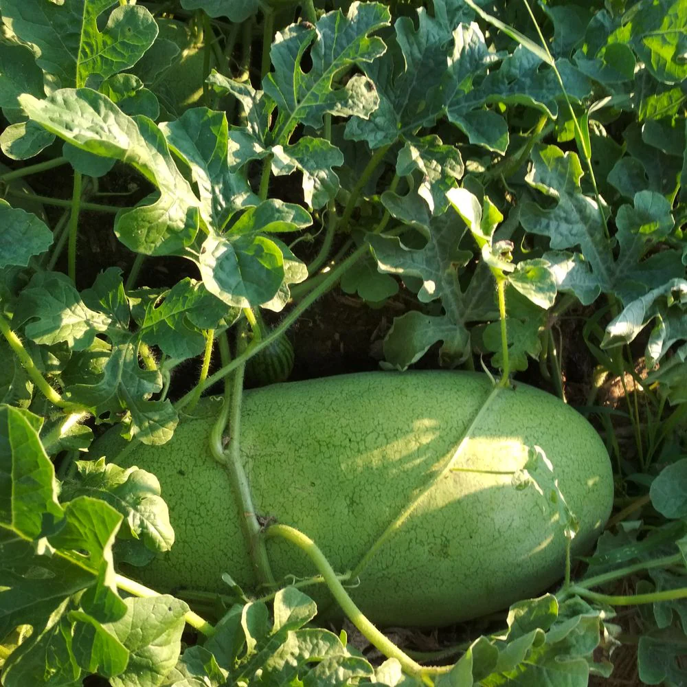 Charleston Gray Watermelon Seeds - Image 4