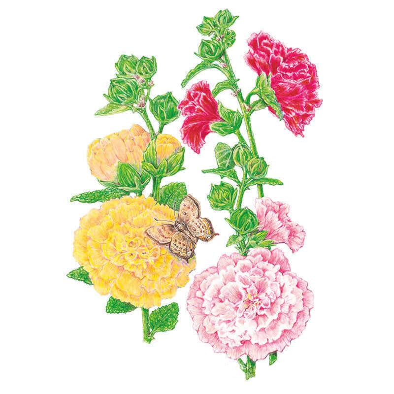 Chater's Double Hollyhock Seeds