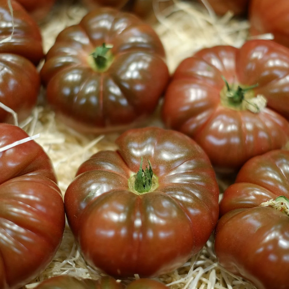 Cherokee Carbon Pole Tomato Seeds - Image 4