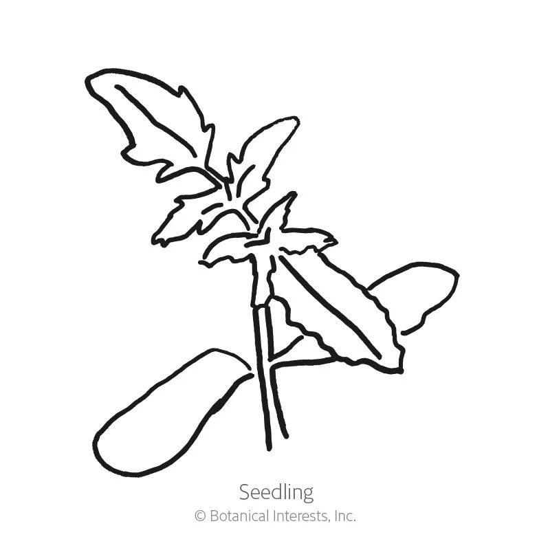 Cherokee Purple Pole Tomato Seeds - Image 2