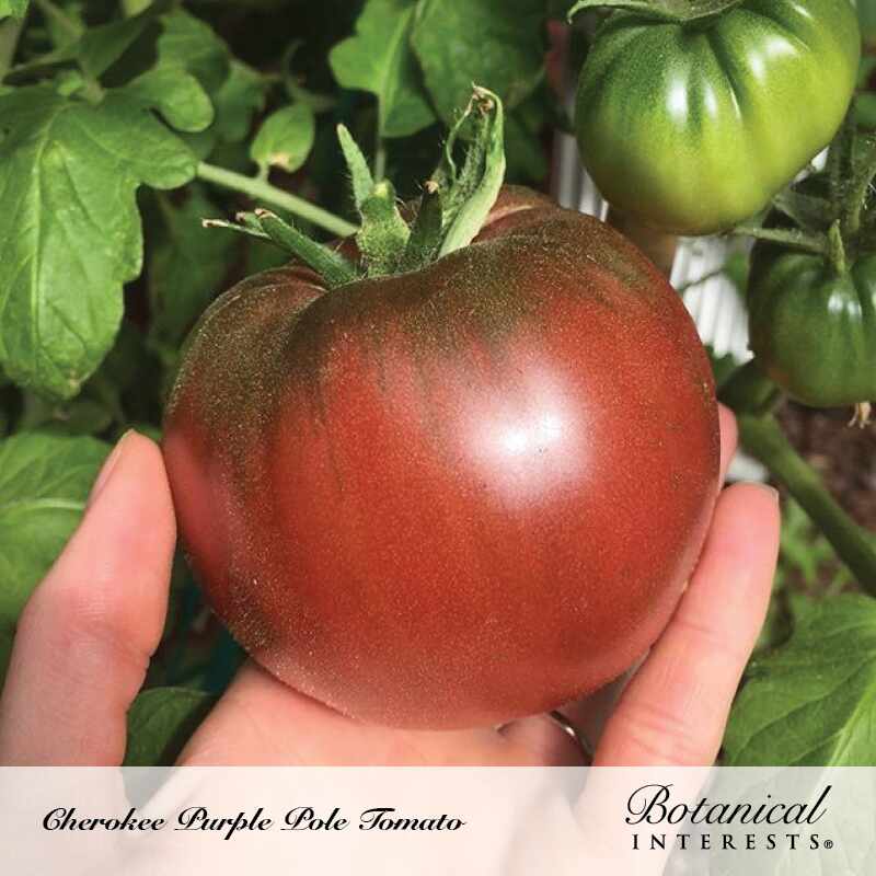 Cherokee Purple Pole Tomato Seeds - Image 4