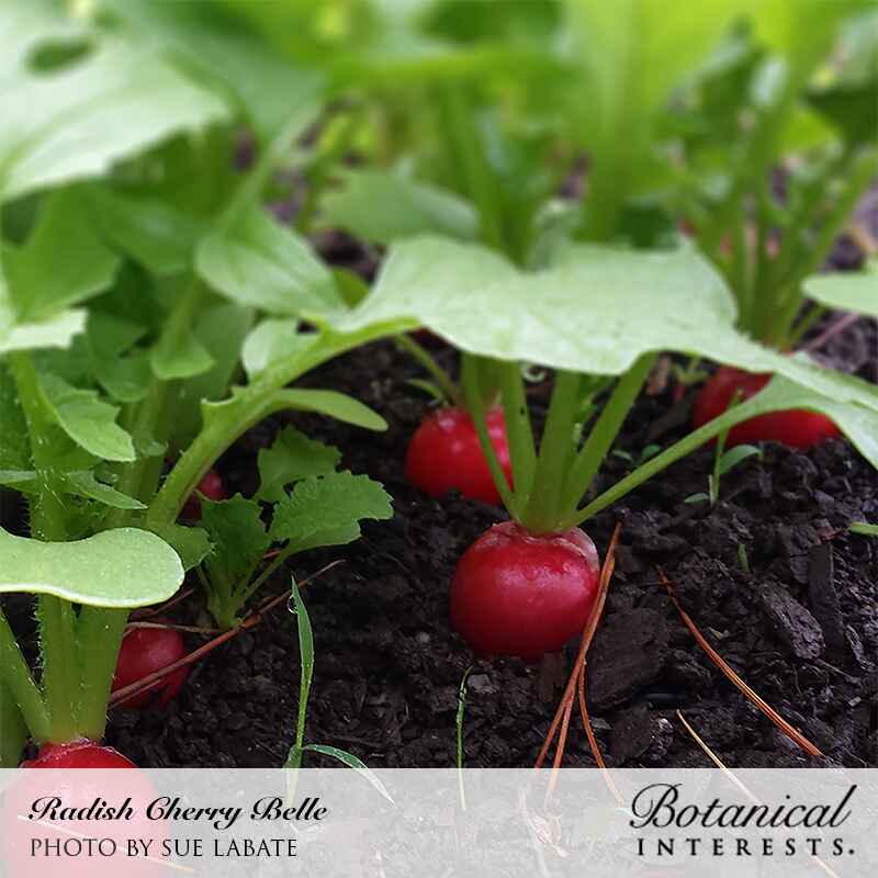 Cherry Belle Radish Seeds - Image 5
