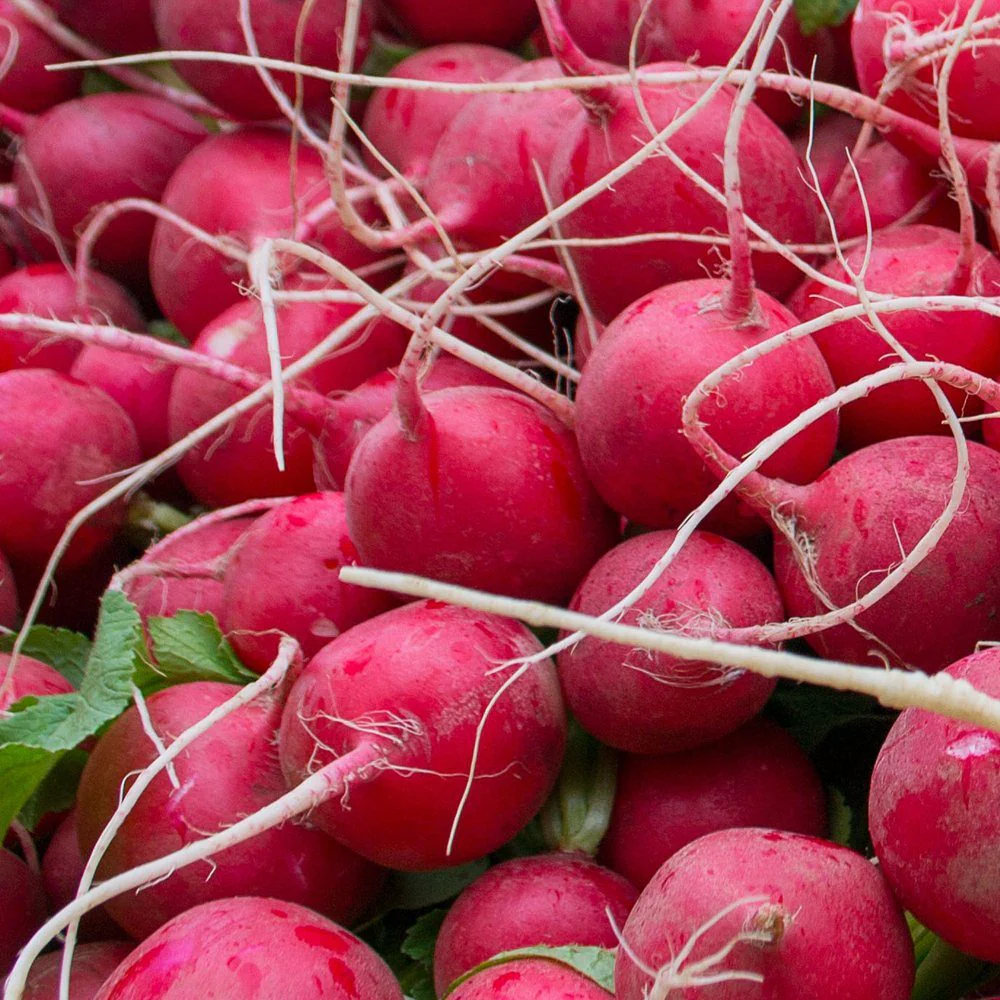 Cherry Belle Radish Seeds - Image 6