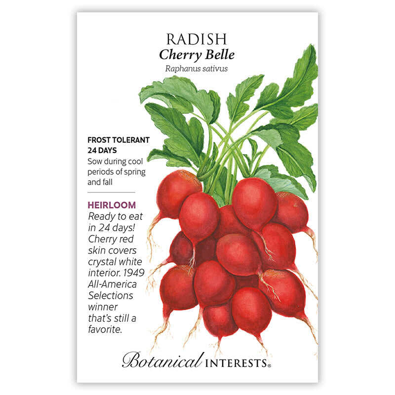 Cherry Belle Radish Seeds - Image 7