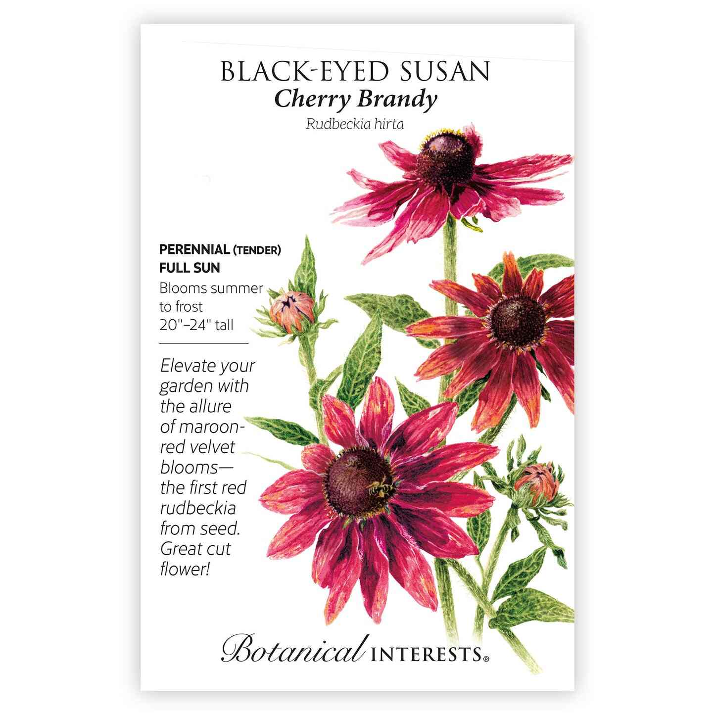 Cherry Brandy Black-Eyed Susan Seeds - Image 3