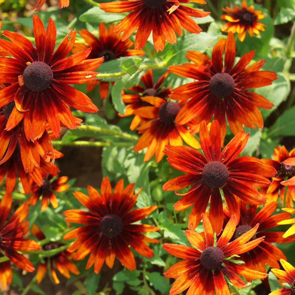 Cherry Brandy Black-Eyed Susan Seeds - Image 4