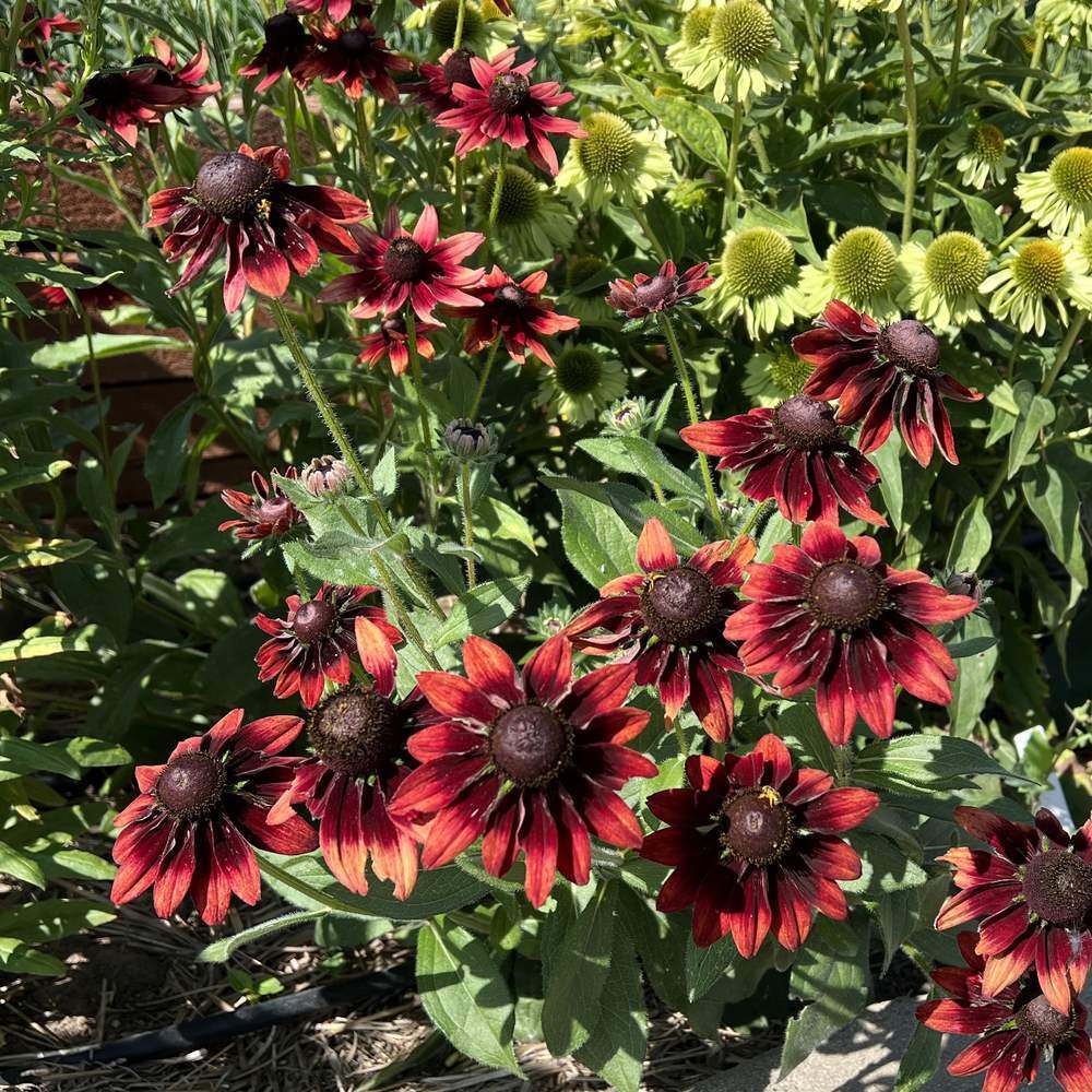 Cherry Brandy Black-Eyed Susan Seeds - Image 5