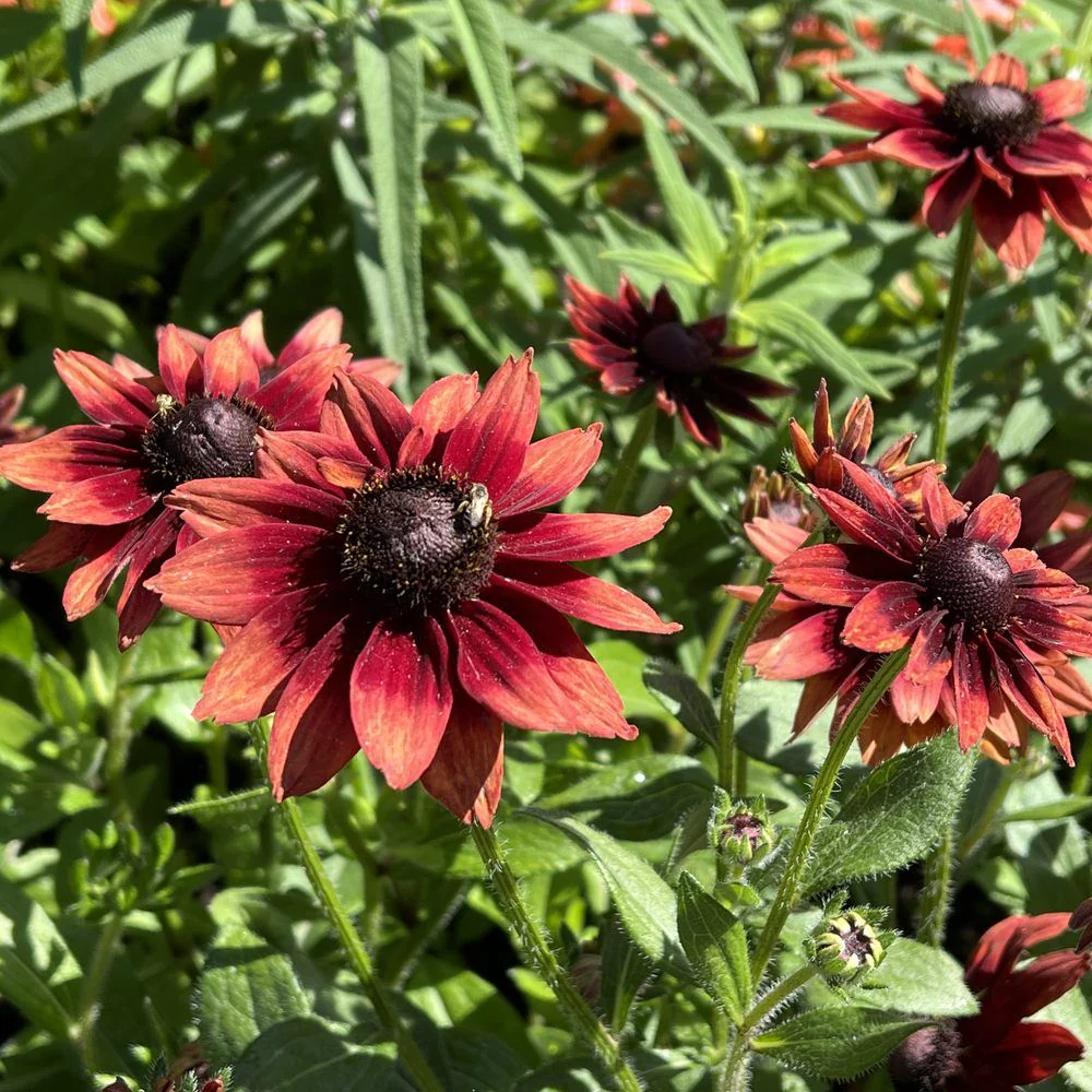 Cherry Brandy Black-Eyed Susan Seeds - Image 6
