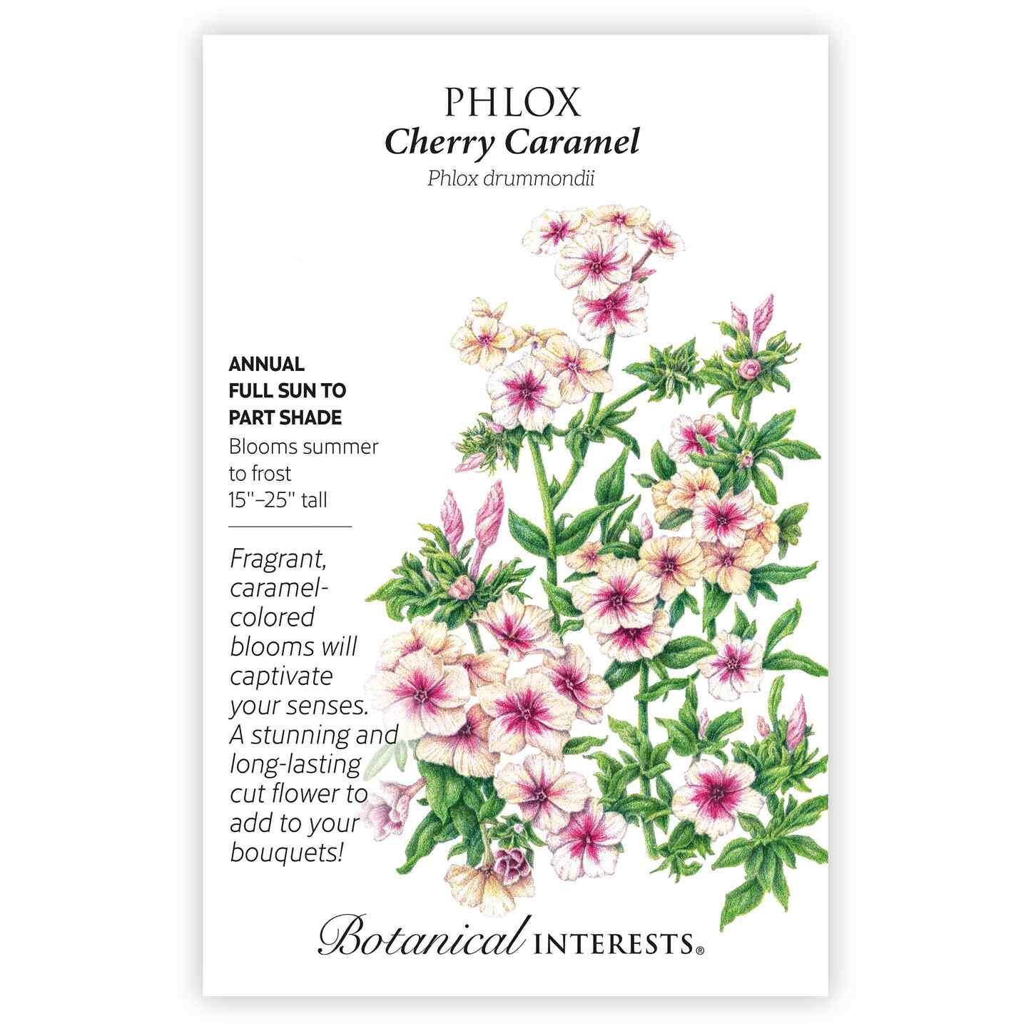 Cherry Caramel Phlox Seeds - Image 3
