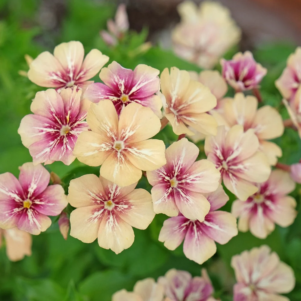 Cherry Caramel Phlox Seeds - Image 4