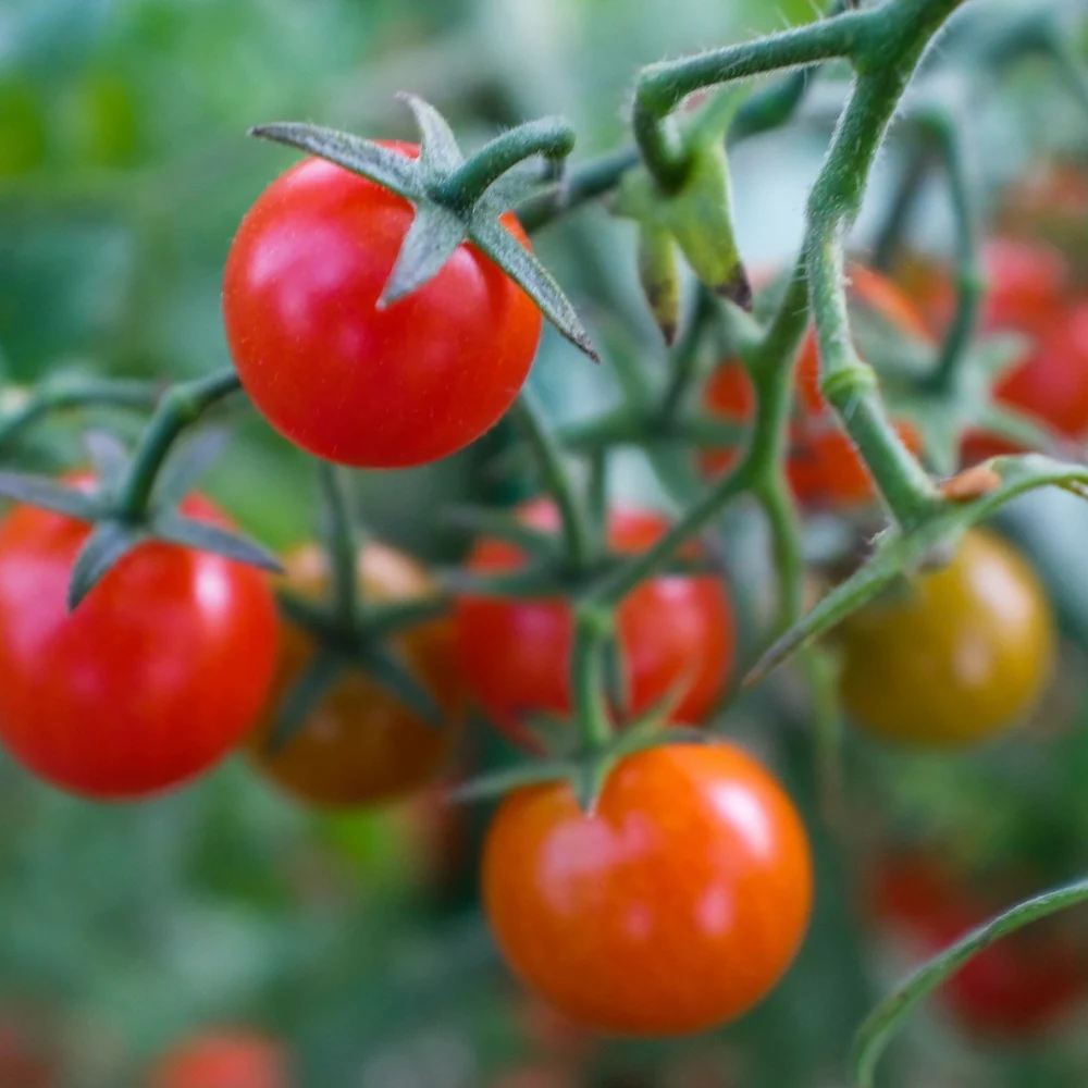 Cherry Falls Bush Cherry Tomato Seeds - Image 4