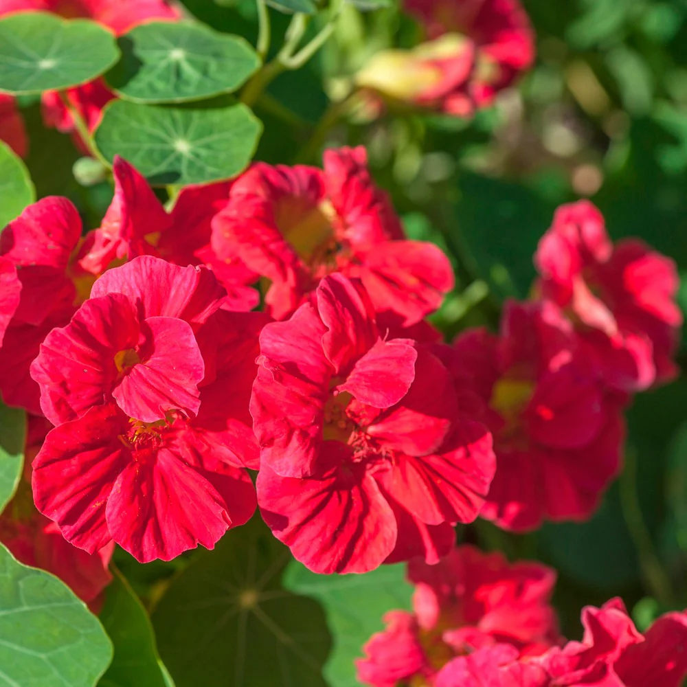 Cherry Rose Jewel Nasturtium Seeds - Image 4