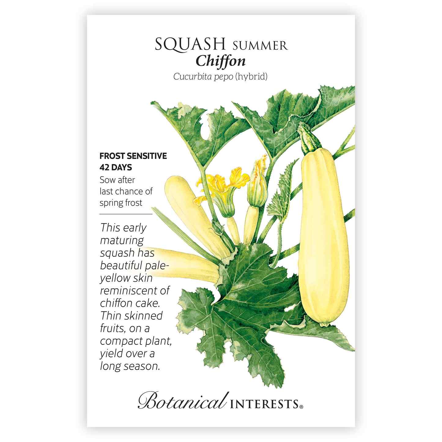 Chiffon Summer Squash Seeds - Image 3