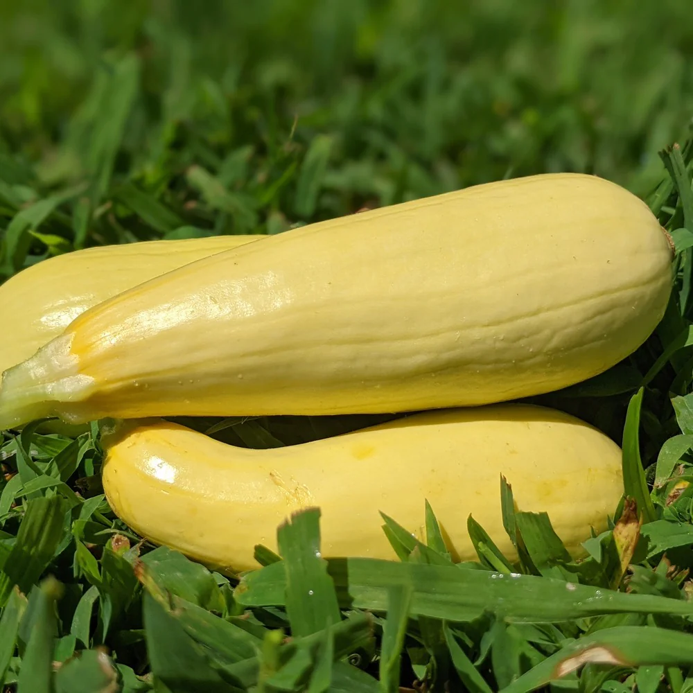 Chiffon Summer Squash Seeds - Image 4