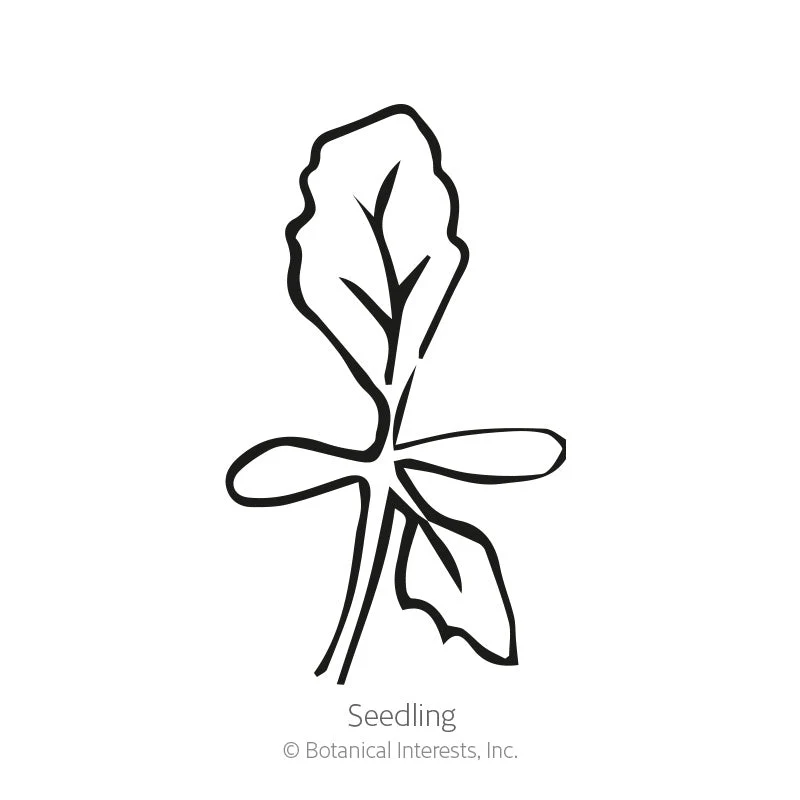 China Aster Blend Aster Seeds - Image 2
