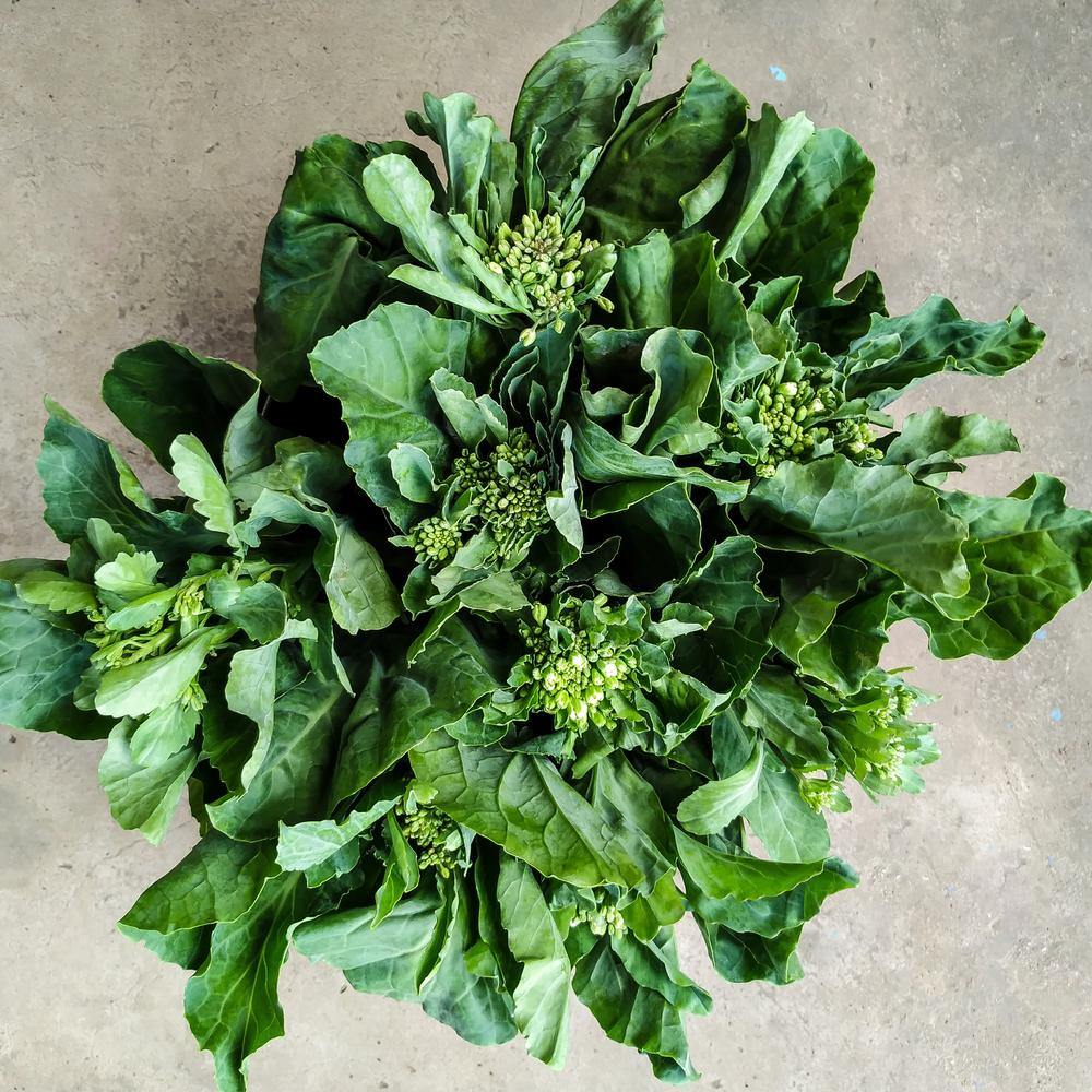 Chinese Broccoli / Kailaan Seeds - Image 4