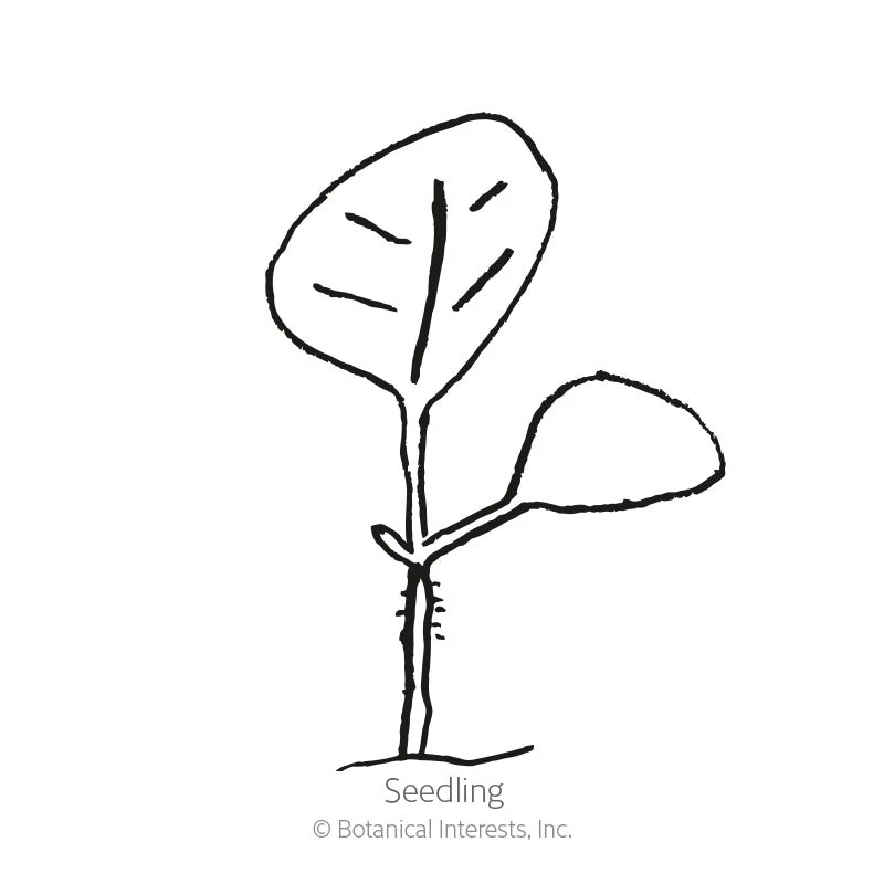 Chinese Lantern Seeds - Image 2