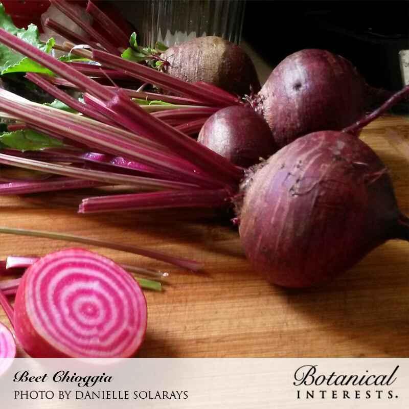 Chioggia Beet Seeds - Image 4